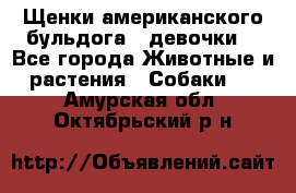 Щенки американского бульдога ( девочки) - Все города Животные и растения » Собаки   . Амурская обл.,Октябрьский р-н